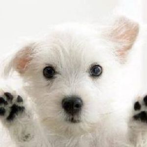 Meet your Posher, Annie